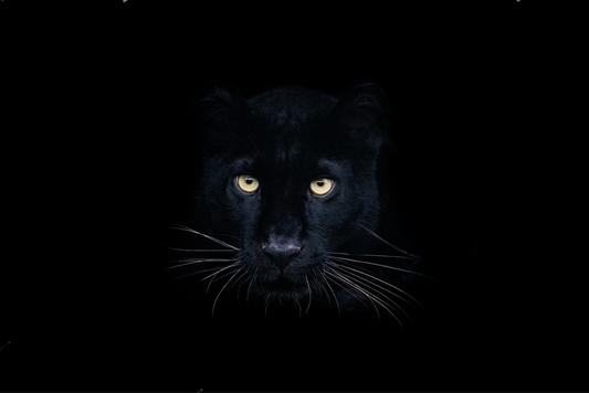 Black Panther